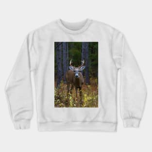 Curious Prince - White-tailed Buck Crewneck Sweatshirt